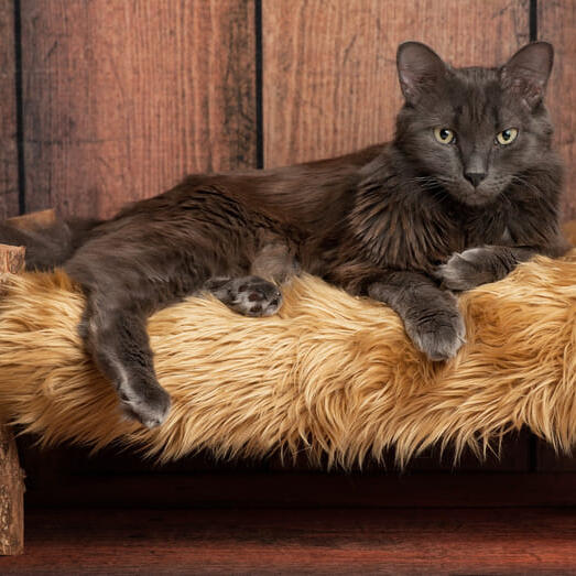 Nebelung Cat Breed