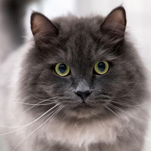 Nebelung Cat Breed