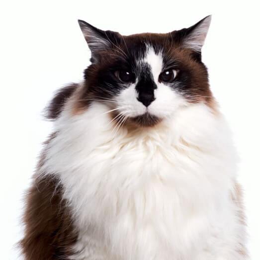 RagaMuffin Cat Breed