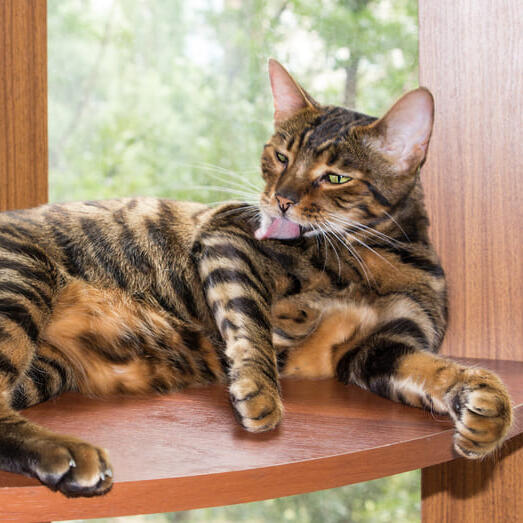 Toyger Cat Breed