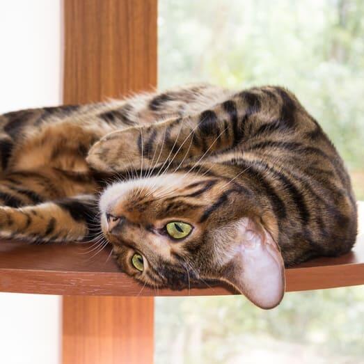 Toyger Cat Breed