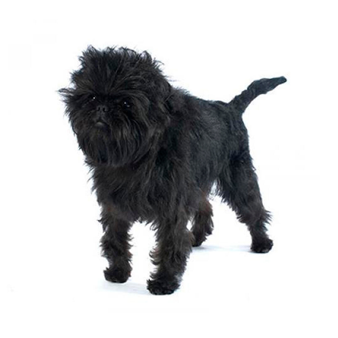 Affenpinscher Dog Breed