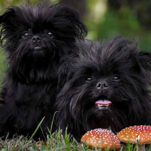 two black Affenpinschers looking at the camera.