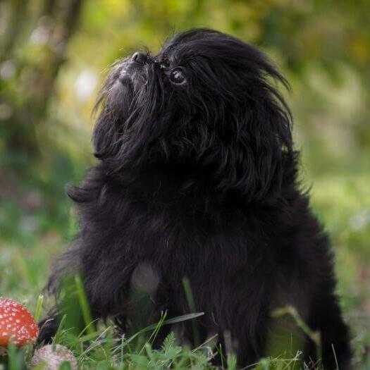 Affenpinscher in the forest