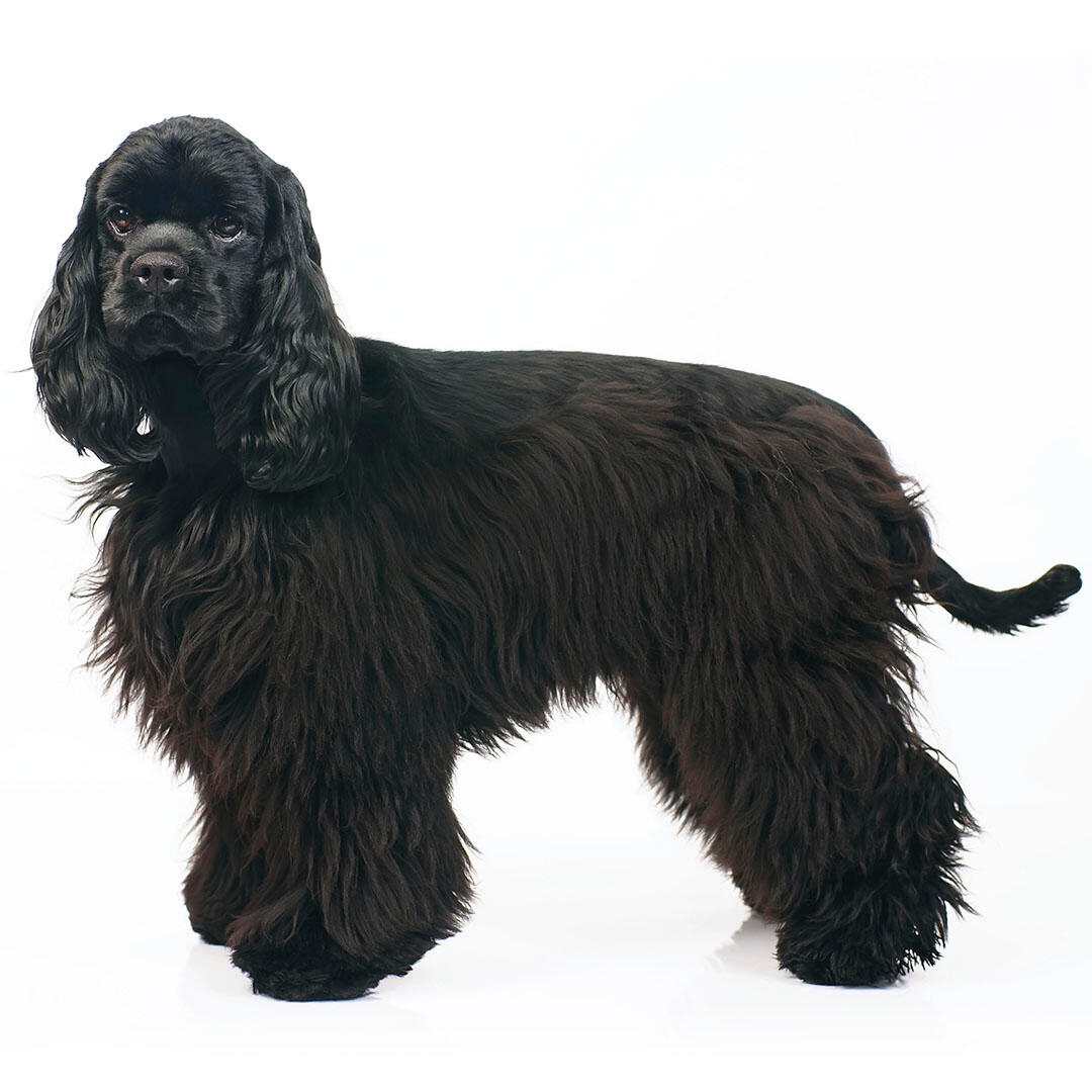 American Cocker Spaniel Dog Breed