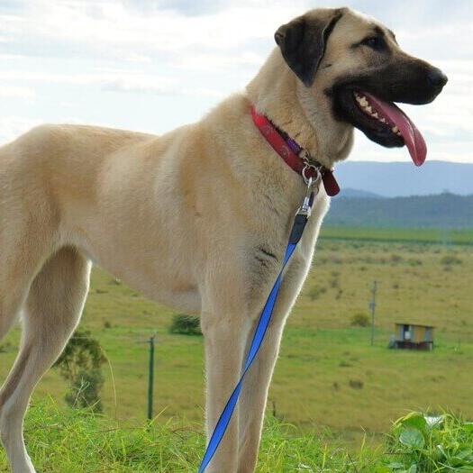 Anatolian Shepherd standing in the field