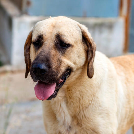Anatolian Shepherd standing with open mouth
