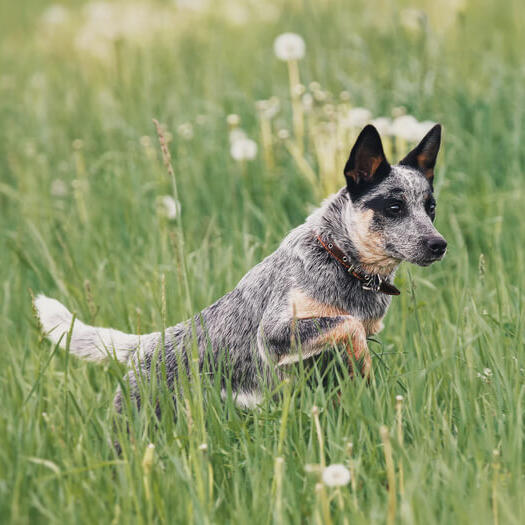 Australian Cattle Dog running in the field