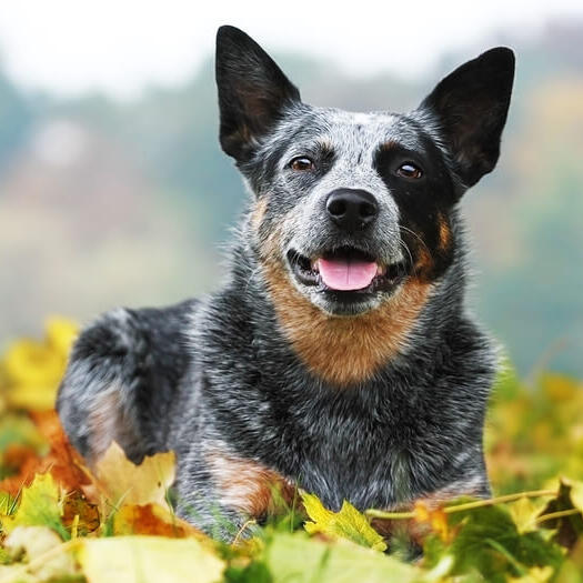 Australian Cattle Dog lying on the grass with leaves
