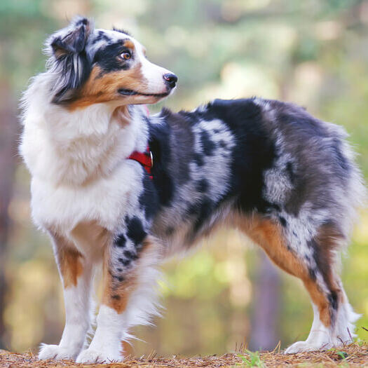 Australian Shepherd in the forest