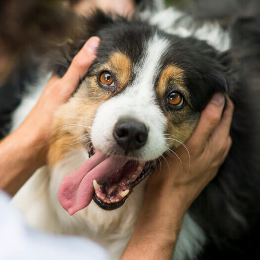 Australian Shepherd with the owner