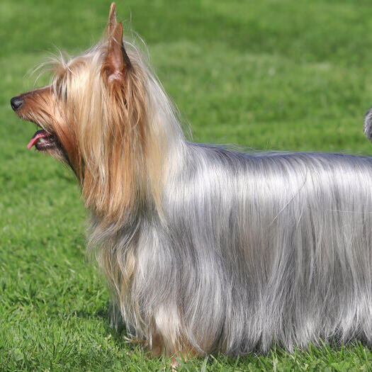 Australian Silky Terrier standing on the grass