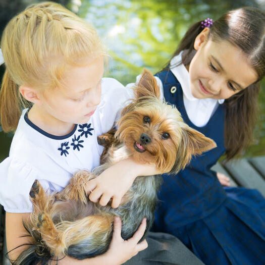 Australian Silky Terrier with children