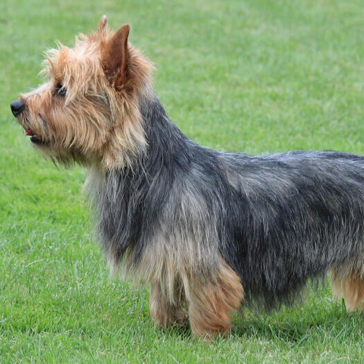 Australian Terrier standing on the grass