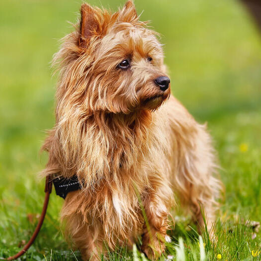 Australian Terrier with ginger coat on the grass