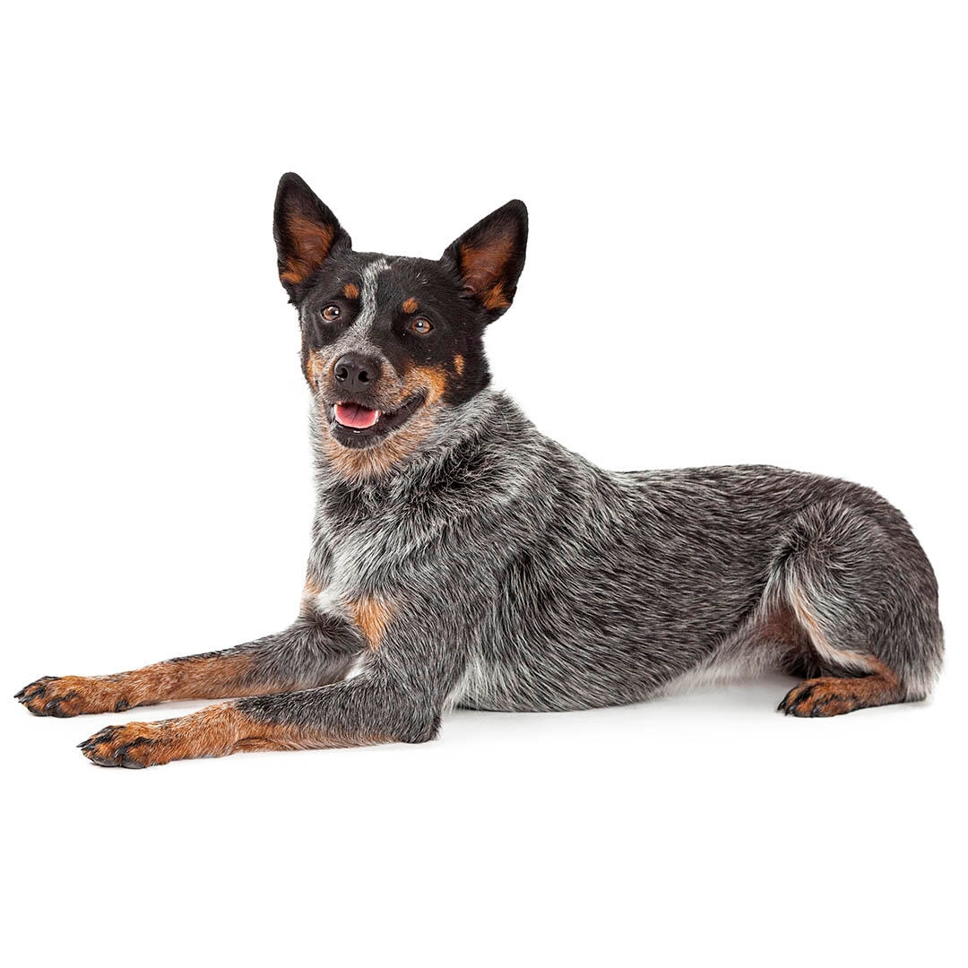 Australian Cattle Dog Breed