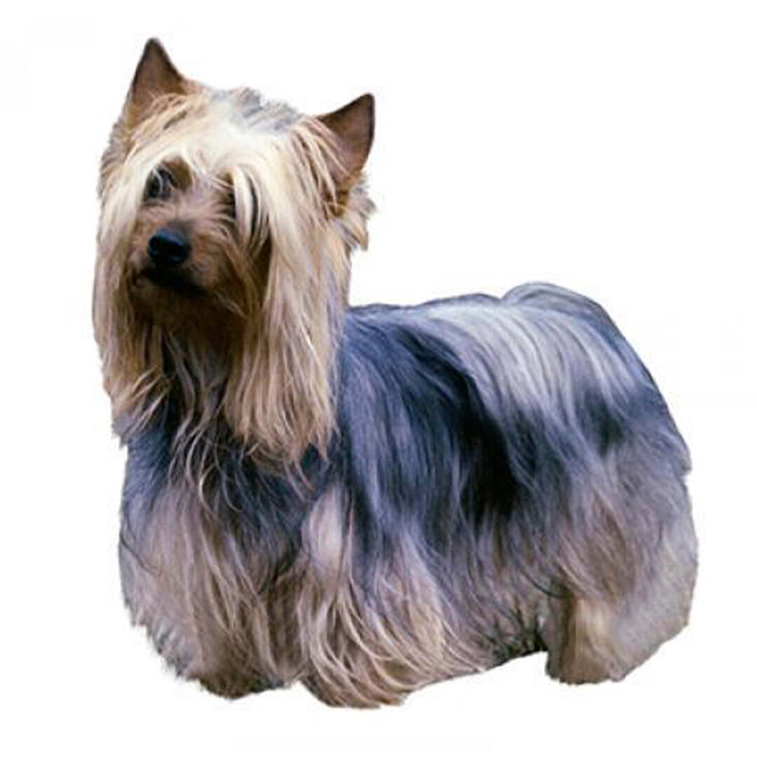 Australian Silky Terrier Dog Breed