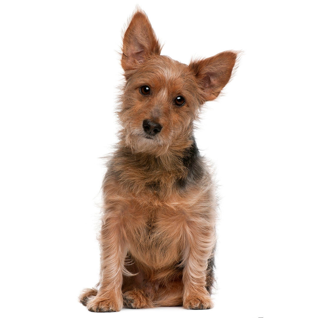 Australian Terrier Dog Breed