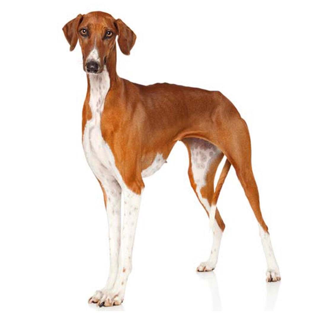 Azawakh Dog Breed