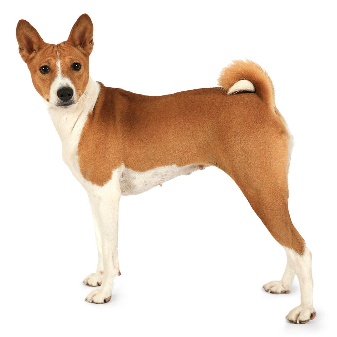 basenji mixes which one is right for you