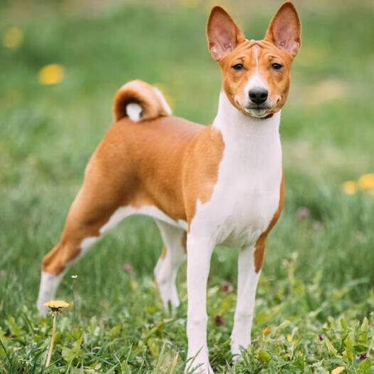 Brown basenji standing on grass.