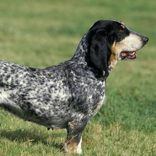 Basset Bleu De Gascogne in the field