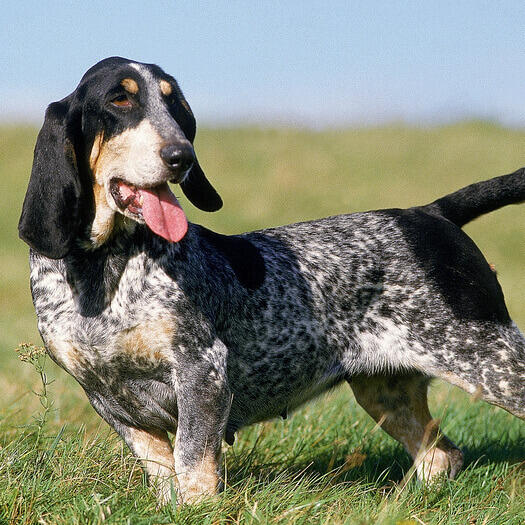 Basset Bleu De Gascogne standing in the field 