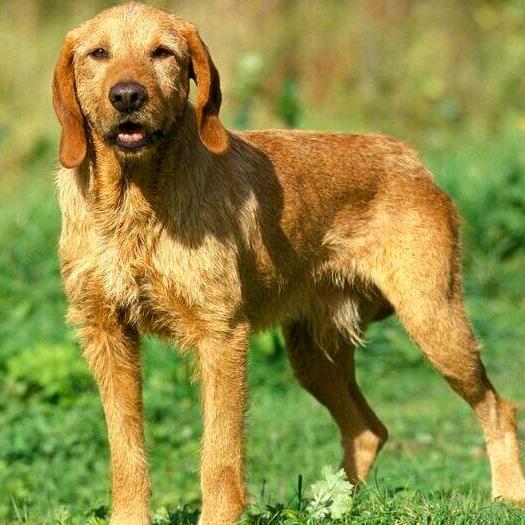 Basset Fauve De Bretagne in the field