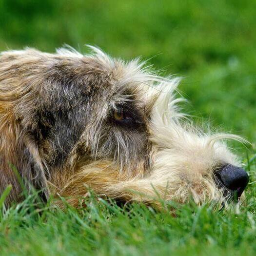 Grand Basset Griffon Vendeen lying on the ground