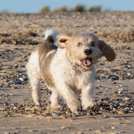 Petit Basset Griffon Vendeen running