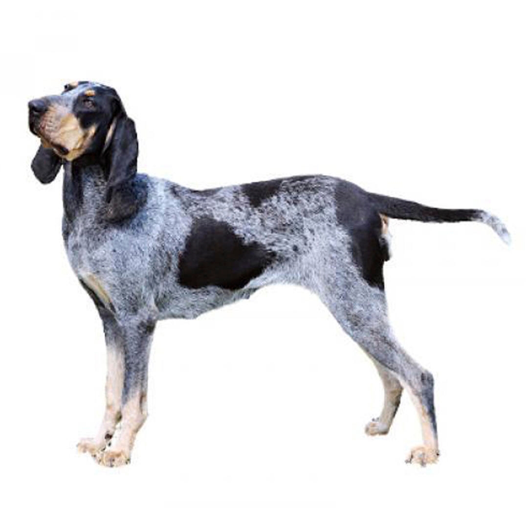 Basset Bleu de Gascogne Dog Breed
