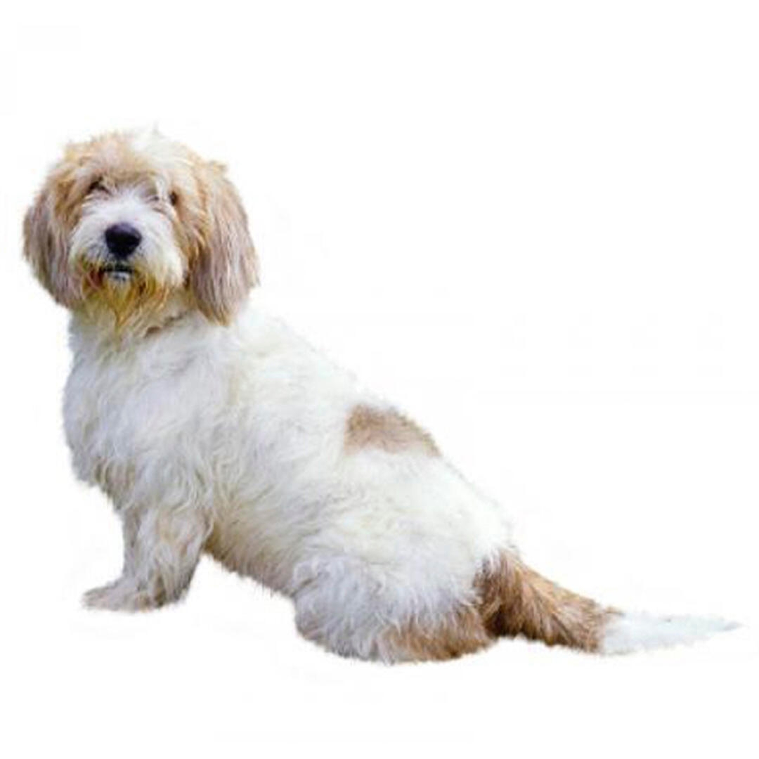 Basset Griffon Vendeen (Petit) Dog Breed