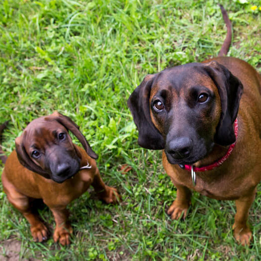 Two Bavarian Mountain Hounds looking at owner