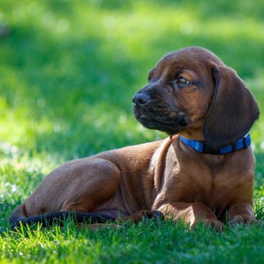 Bavarian Mountain puppy lying on the grass