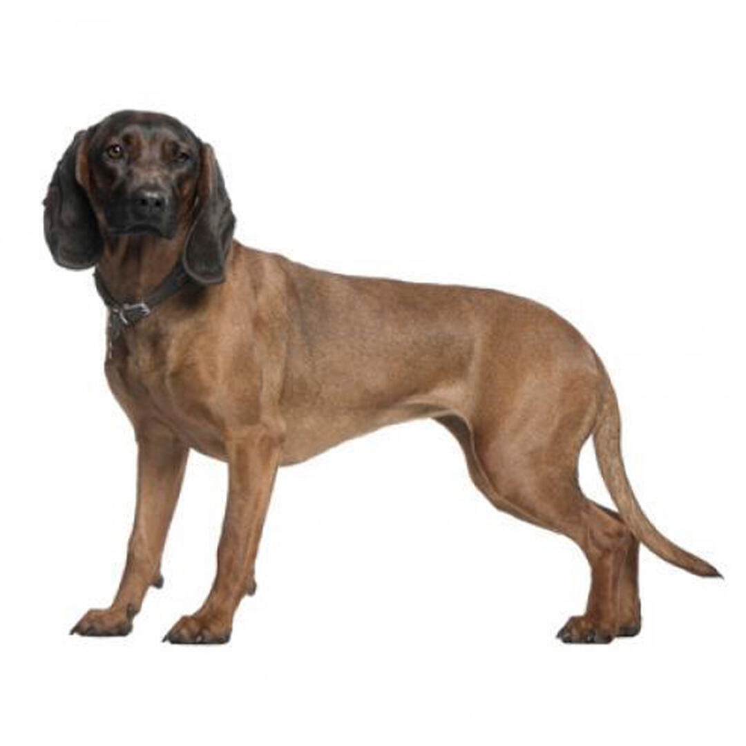 Bavarian Mountain Hound Dog Breed