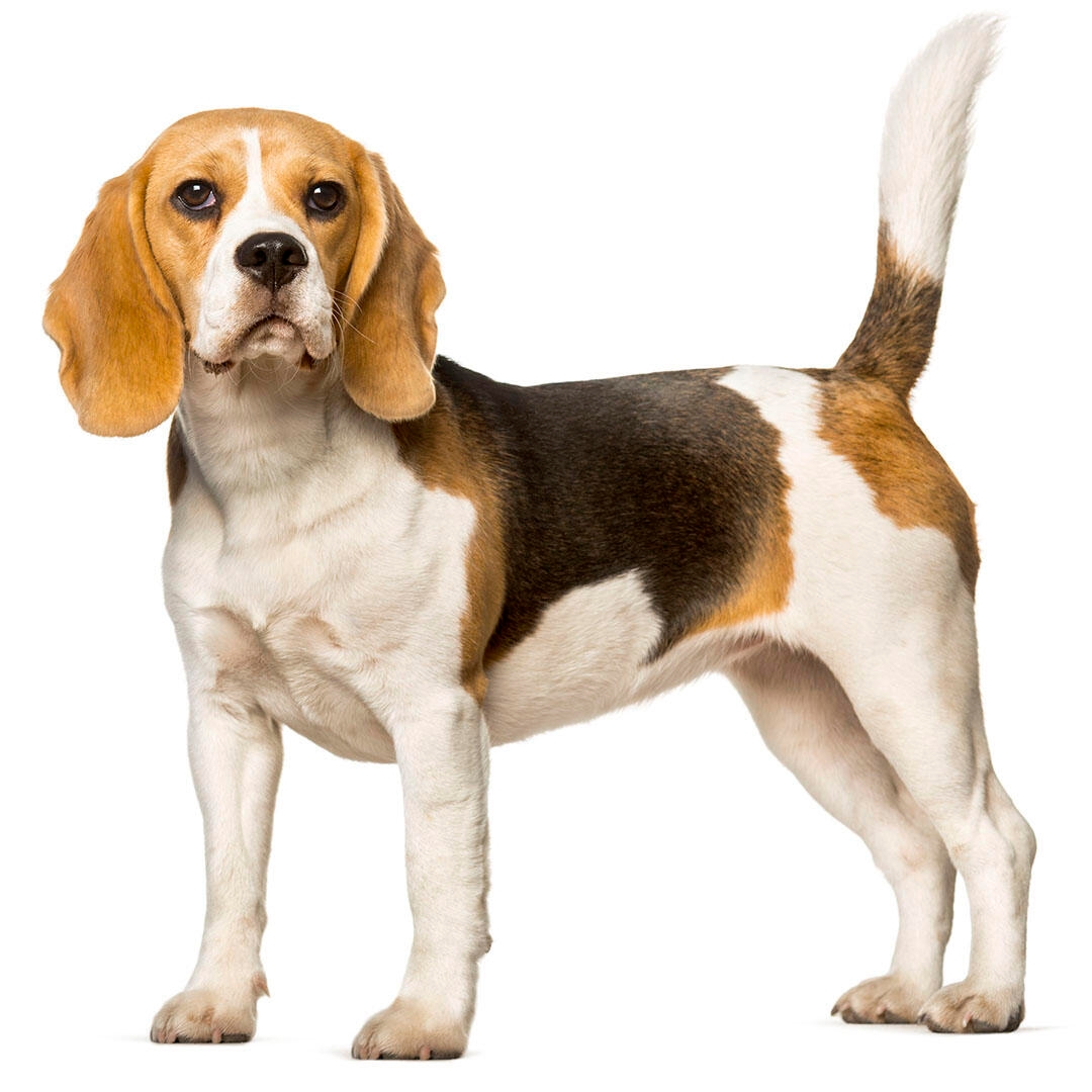 Beagle Dog Breed
