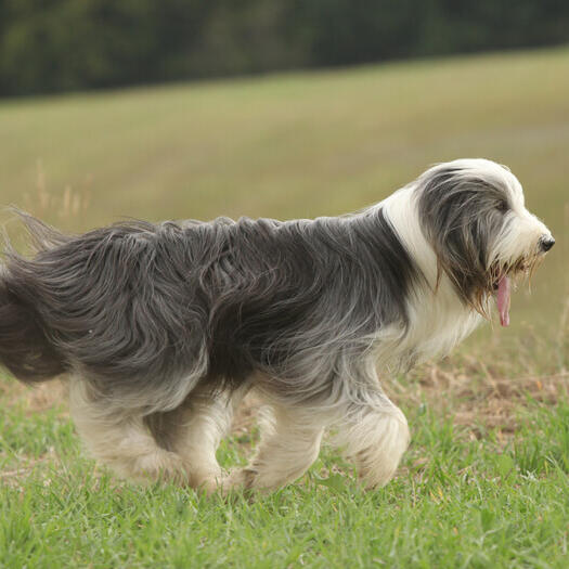Bearded Collie on the field