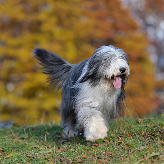 Bearded Collie walking in the forest