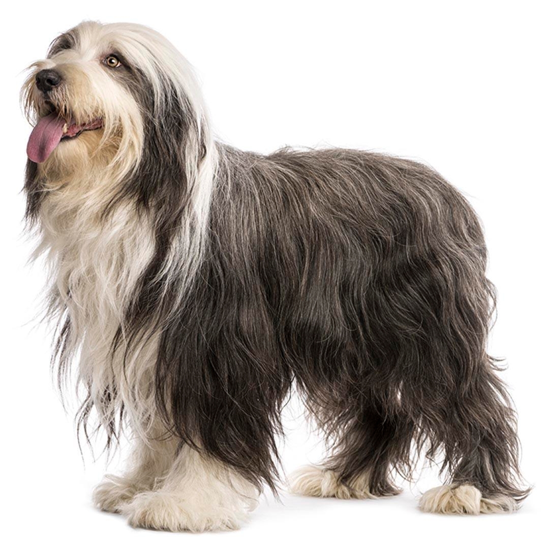 Bearded Collie Dog Breed