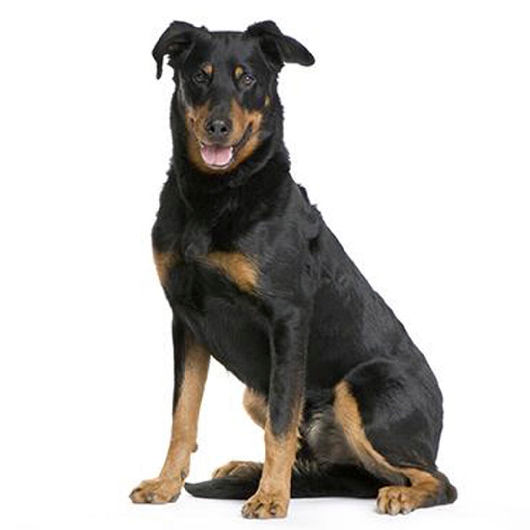 Beauceron Dog Breed