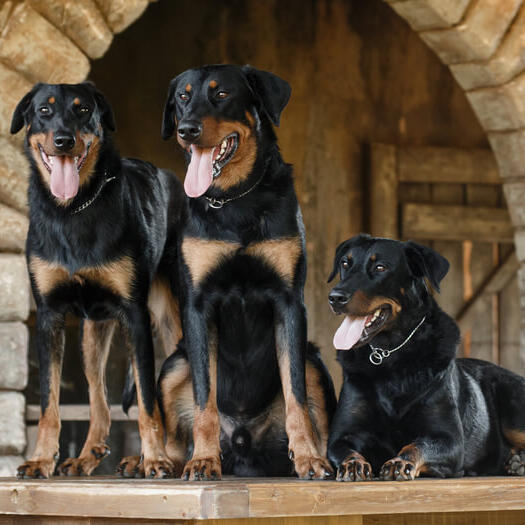 Three Beaucerons standing