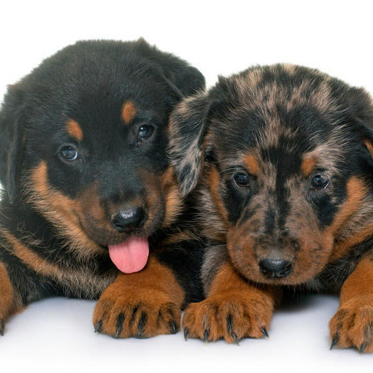 Two Beauceron puppies