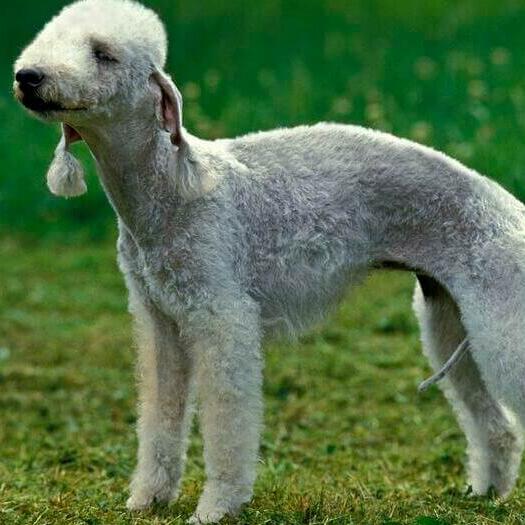 Bedlington Terrier Dog Breed