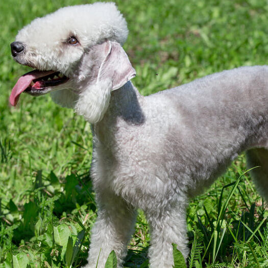 Bedlington Terrier Dog Breed