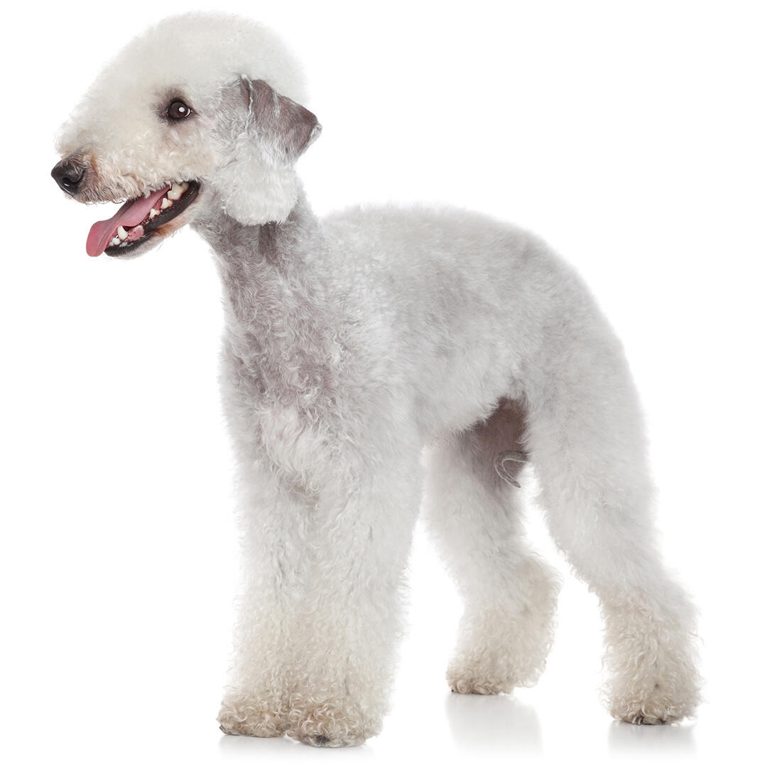 Bedlington Terrier Dog Breed