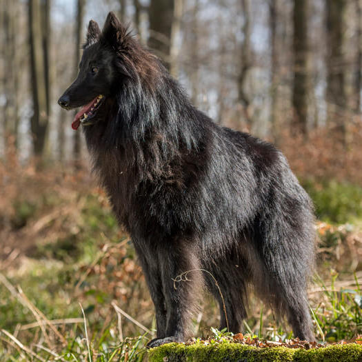 Belgian Shepherd Groenendael in woods