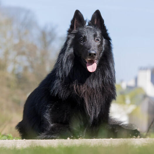 Belgian Shepherd Groenendael sitting on the ground