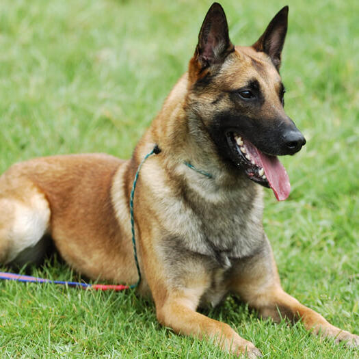 Belgian Shepherd Dog Malinois lying on the grass