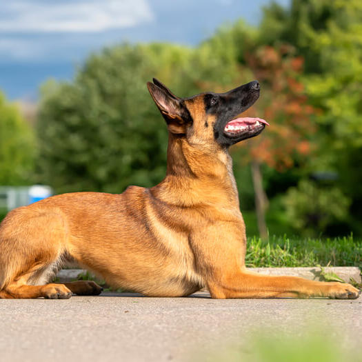 Belgian Malinois Dog Breed Information