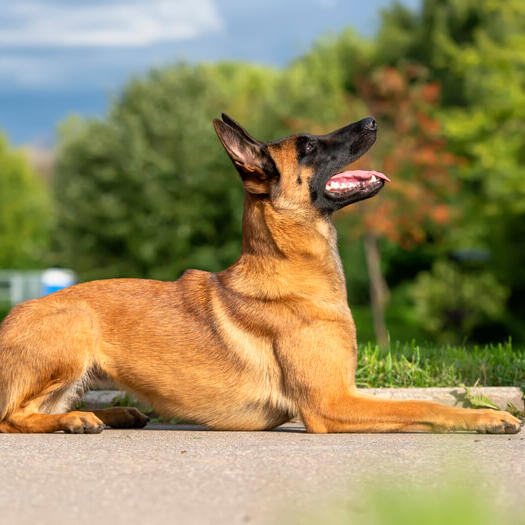 Belgian Shepherd Dog Malinois looking up